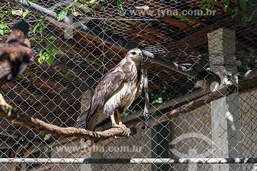  Chaco eagle (Buteogallus coronatus) - Wild Animal Triage Center (better known by the acronym in Portuguese CETAS) - Mario Xavier National Forest  - Seropedica city - Rio de Janeiro state (RJ) - Brazil