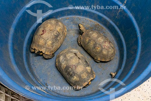  Detail of red-footeds tortoises (Chelonoidis carbonaria) - Wild Animal Triage Center (better known by the acronym in Portuguese CETAS) - Mario Xavier National Forest  - Seropedica city - Rio de Janeiro state (RJ) - Brazil