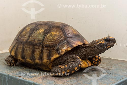  Biologist weighing red-footed tortoises (Chelonoidis carbonaria) - Wild Animal Triage Center (better known by the acronym in Portuguese CETAS) - Mario Xavier National Forest  - Seropedica city - Rio de Janeiro state (RJ) - Brazil
