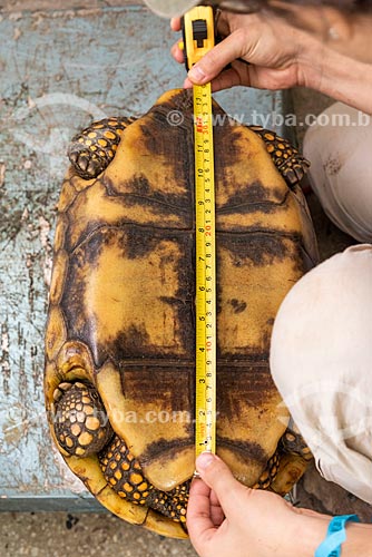  Biologist measuring red-footed tortoises (Chelonoidis carbonaria) - Wild Animal Triage Center (better known by the acronym in Portuguese CETAS) - Mario Xavier National Forest  - Seropedica city - Rio de Janeiro state (RJ) - Brazil