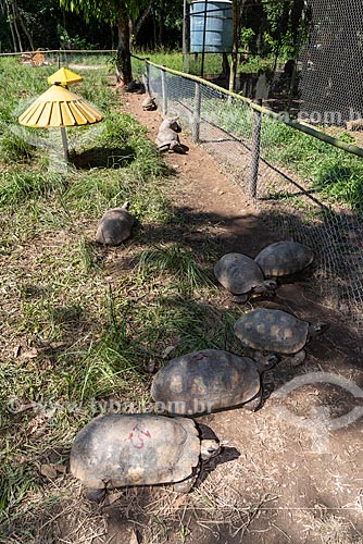  Red-footeds tortoises (Chelonoidis carbonaria) - Wild Animal Triage Center (better known by the acronym in Portuguese CETAS) - Mario Xavier National Forest  - Seropedica city - Rio de Janeiro state (RJ) - Brazil