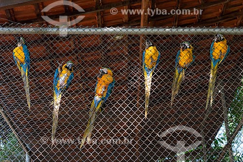  Blue-and-yellows Macaw (Ara ararauna) - also known as the Blue-and-gold Macaw - Wild Animal Triage Center (better known by the acronym in Portuguese CETAS) - Mario Xavier National Forest  - Seropedica city - Rio de Janeiro state (RJ) - Brazil