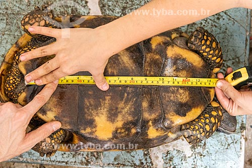  Biologist measuring red-footed tortoises (Chelonoidis carbonaria) - Wild Animal Triage Center (better known by the acronym in Portuguese CETAS) - Mario Xavier National Forest  - Seropedica city - Rio de Janeiro state (RJ) - Brazil