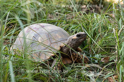  Red-footed tortoises (Chelonoidis carbonaria) - Wild Animal Triage Center (better known by the acronym in Portuguese CETAS) - Mario Xavier National Forest  - Seropedica city - Rio de Janeiro state (RJ) - Brazil