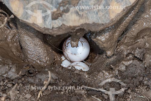  Detail of red-footed tortoises (Chelonoidis carbonaria) laying egg - Wild Animal Triage Center (better known by the acronym in Portuguese CETAS) - Mario Xavier National Forest  - Seropedica city - Rio de Janeiro state (RJ) - Brazil