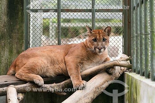  Detail of cougar (Puma concolor) - also known as mountain lion - - Wild Animal Triage Center (better known by the acronym in Portuguese CETAS) - Mario Xavier National Forest  - Seropedica city - Rio de Janeiro state (RJ) - Brazil
