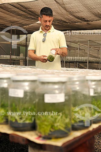  Rural producer checking orchid production in vitro  - Sao Jose do Rio Preto city - Sao Paulo state (SP) - Brazil