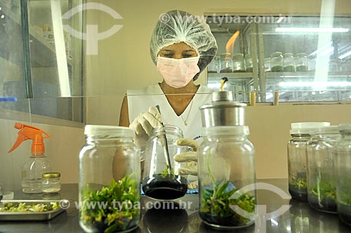  Laboratory worker dividing orchid seedlings to production in vitro  - Sao Jose do Rio Preto city - Sao Paulo state (SP) - Brazil