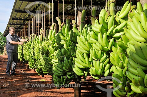  Detail of harvest of cavendish banana  - Sao Francisco city - Sao Paulo state (SP) - Brazil
