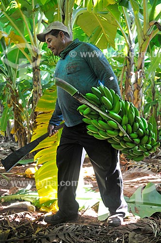  Rural worker harvesting cavendish banana  - Sao Francisco city - Sao Paulo state (SP) - Brazil