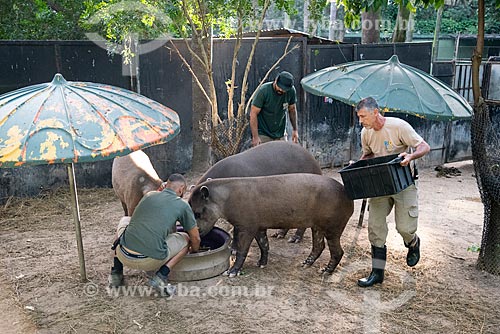  Labourer feeding tapirs (Tapirus terrestris) - tapir reintroduction project of the Rio de Janeiro Zoological Garden  - Rio de Janeiro city - Rio de Janeiro state (RJ) - Brazil