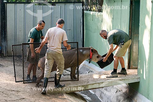 Labourer carrying tapirs (Tapirus terrestris) - tapir reintroduction project of the Rio de Janeiro Zoological Garden  - Rio de Janeiro city - Rio de Janeiro state (RJ) - Brazil