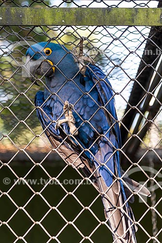  Detail of hyacinth Macaw (Anodorhynchus hyacinthinus) - also known as Hyacinthine Macaw - Rio de Janeiro Zoological Garden  - Rio de Janeiro city - Rio de Janeiro state (RJ) - Brazil