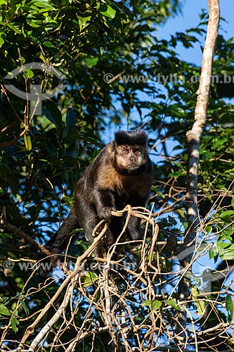  Detail of black capuchin (Sapajus nigritus) near to Mirante of Vista Chinesa (Chinese View)  - Rio de Janeiro city - Rio de Janeiro state (RJ) - Brazil