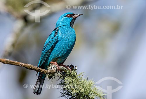  Detail of blue dacnis (Dacnis cayana) - also known as Turquoise honeycreeper - Itatiaia National Park  - Itatiaia city - Rio de Janeiro state (RJ) - Brazil
