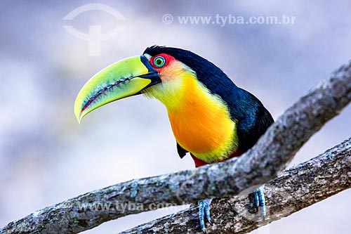 Detail of green-billed toucan (Ramphastos dicolorus) - also known as the Red-breasted Toucan - Itatiaia National Park  - Itatiaia city - Rio de Janeiro state (RJ) - Brazil