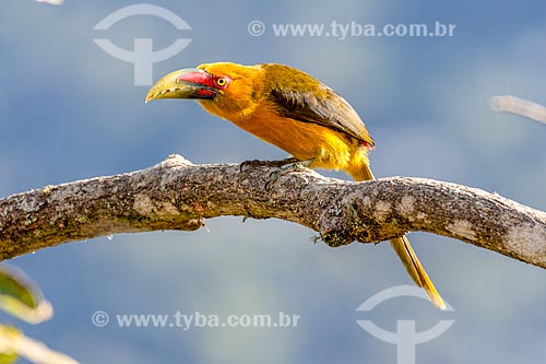  Detail of saffron toucanet (Pteroglossus bailloni) - Itatiaia National Park  - Itatiaia city - Rio de Janeiro state (RJ) - Brazil