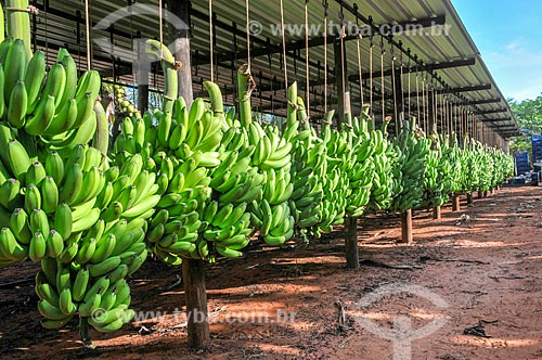  Detail of harvest of cavendish banana  - Sao Francisco city - Sao Paulo state (SP) - Brazil