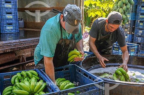  Rural workers washing and boxing cavendish bananas  - Sao Francisco city - Sao Paulo state (SP) - Brazil