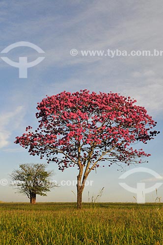  Pink Ipe tree (Tabebuia heptaphylla) - Balsamo city rural zone  - Balsamo city - Sao Paulo state (SP) - Brazil