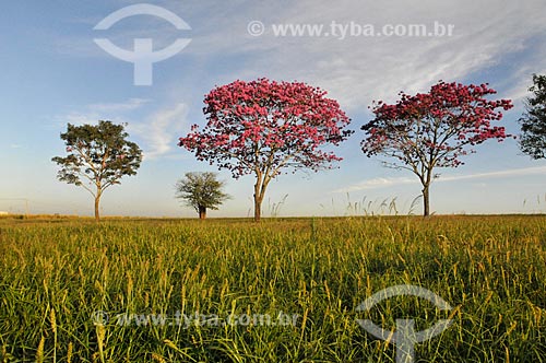  Pink Ipe trees (Tabebuia heptaphylla) - Balsamo city rural zone  - Balsamo city - Sao Paulo state (SP) - Brazil