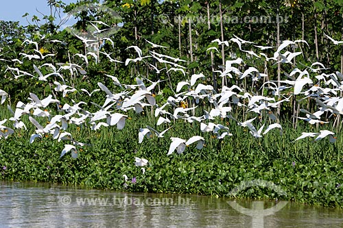  Great egrets (Ardea alba) - Uacari Sustainable Development Reserve  - Carauari city - Amazonas state (AM) - Brazil