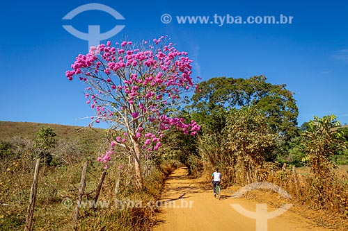  Woman riding bicycles - dirt road - Guarani city rural zone with Pink Ipe tree (Tabebuia heptaphylla)  - Guarani city - Minas Gerais state (MG) - Brazil