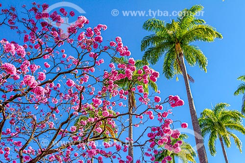  Pink Ipe tree (Tabebuia heptaphylla) and palm tree - Guarani city rural zone  - Guarani city - Minas Gerais state (MG) - Brazil