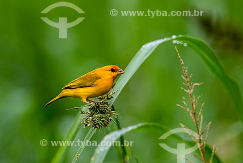  Detail of orange-fronted yellow-finch (Sicalis columbiana) near to Janauari Lagoon  - Iranduba city - Amazonas state (AM) - Brazil