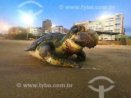  Detail of dead sea turtle - Copacabana Beach waterfront  - Rio de Janeiro city - Rio de Janeiro state (RJ) - Brazil