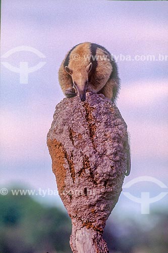  Detail of southern tamandua (Tamandua tetradactyla) - Pantanal - 90s  - Mato Grosso state (MT) - Brazil