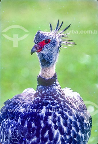  Detail of southern screamer (Chauna torquata) - also known as the Crested screamer - Pantanal - 90s  - Mato Grosso state (MT) - Brazil