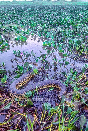  Detail of green anaconda (Eunectes murinus) - Pantanal - 90s  - Mato Grosso state (MT) - Brazil