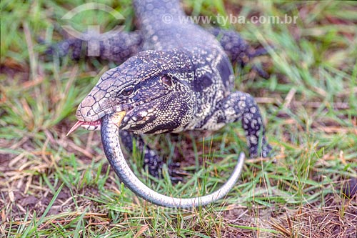  Detail of gold tegu (Tupinambis teguixin) - Pantanal - 90s  - Mato Grosso state (MT) - Brazil