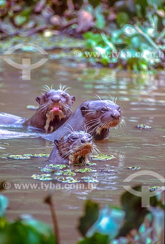 Detail of herd of giant otter (Pteronura brasiliensis) - Pantanal - 90s  - Mato Grosso state (MT) - Brazil