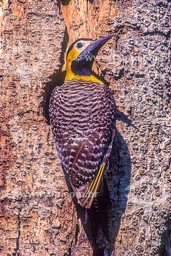  Detail of campo flicker (Colaptes campestris) - Pantanal - 90s  - Mato Grosso state (MT) - Brazil