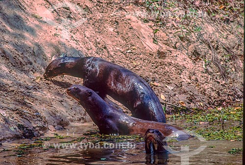  Detail of herd of giant otter (Pteronura brasiliensis) - Pantanal - 90s  - Mato Grosso state (MT) - Brazil