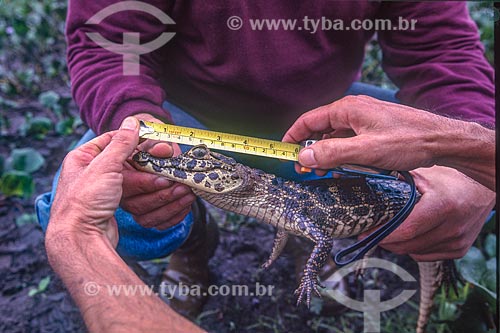  Biologist measuring yacare caiman (caiman crocodilus yacare) - Pantanal - 90s  - Mato Grosso state (MT) - Brazil