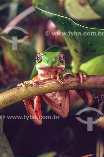  Detail of frog (Phyllomedusa hypochondriallis) - Pantanal - 90s  - Mato Grosso state (MT) - Brazil