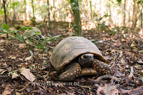  Reintroduction of yellow-footed tortoise (Chelonoidis denticulatus) - Tijuca National Park  - Rio de Janeiro city - Rio de Janeiro state (RJ) - Brazil