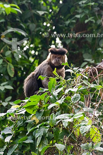  Detail of black capuchin (Sapajus nigritus) - Henrique Lage Park - more known as Lage Park  - Rio de Janeiro city - Rio de Janeiro state (RJ) - Brazil