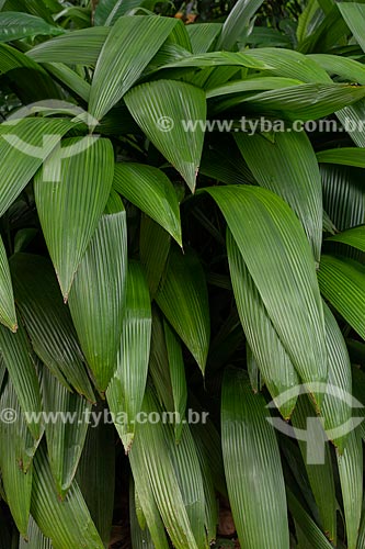  Detail of vegetation - Tijuca National Park  - Rio de Janeiro city - Rio de Janeiro state (RJ) - Brazil