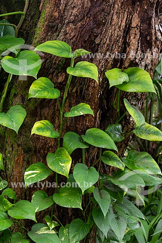  Detail of vegetation - Tijuca National Park  - Rio de Janeiro city - Rio de Janeiro state (RJ) - Brazil