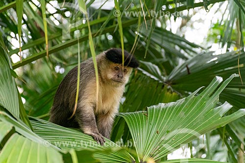  Detail of black capuchin (Sapajus nigritus) - Tijuca National Park  - Rio de Janeiro city - Rio de Janeiro state (RJ) - Brazil