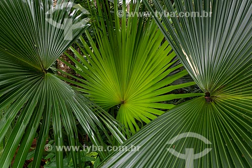  Detail of vegetation - Tijuca National Park  - Rio de Janeiro city - Rio de Janeiro state (RJ) - Brazil