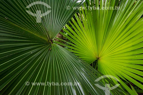  Detail of vegetation - Tijuca National Park  - Rio de Janeiro city - Rio de Janeiro state (RJ) - Brazil