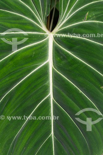  Detail of vegetation - Tijuca National Park  - Rio de Janeiro city - Rio de Janeiro state (RJ) - Brazil