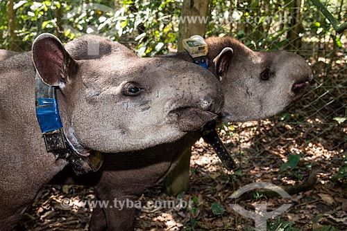  Detail of couple of tapir (Tapirus terrestris) necklace GPS to monitoring for animal - Guapiacu Ecological Reserve  - Cachoeiras de Macacu city - Rio de Janeiro state (RJ) - Brazil