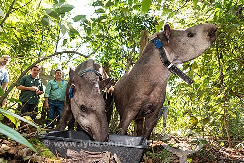  Detail of couple of tapir (Tapirus terrestris) necklace GPS to monitoring for animal - Guapiacu Ecological Reserve  - Cachoeiras de Macacu city - Rio de Janeiro state (RJ) - Brazil