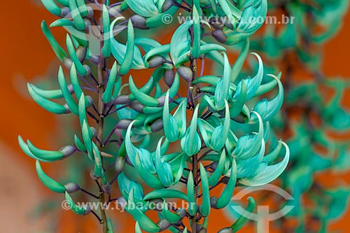  Jade vine (Strongylodon macrobotrys) almost in bloom - garden of residence - Guarani city rural zone  - Guarani city - Minas Gerais state (MG) - Brazil